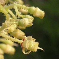 Cyphostemma setosum (Roxb.) Alston